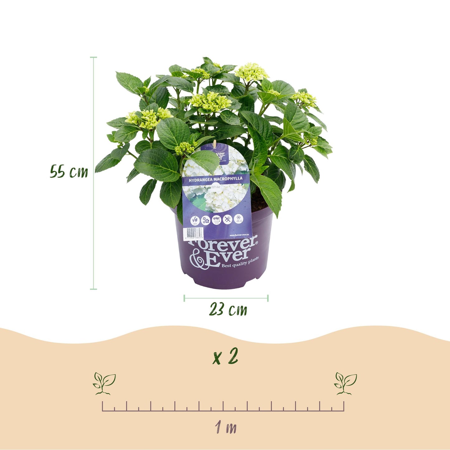 Green boutiQ - Terrace plant - Hydrangea - Hydrangea Forever &amp; Ever - White - 7-12 Flowers - 2 Plants - Pot 23cm Height 55cm
