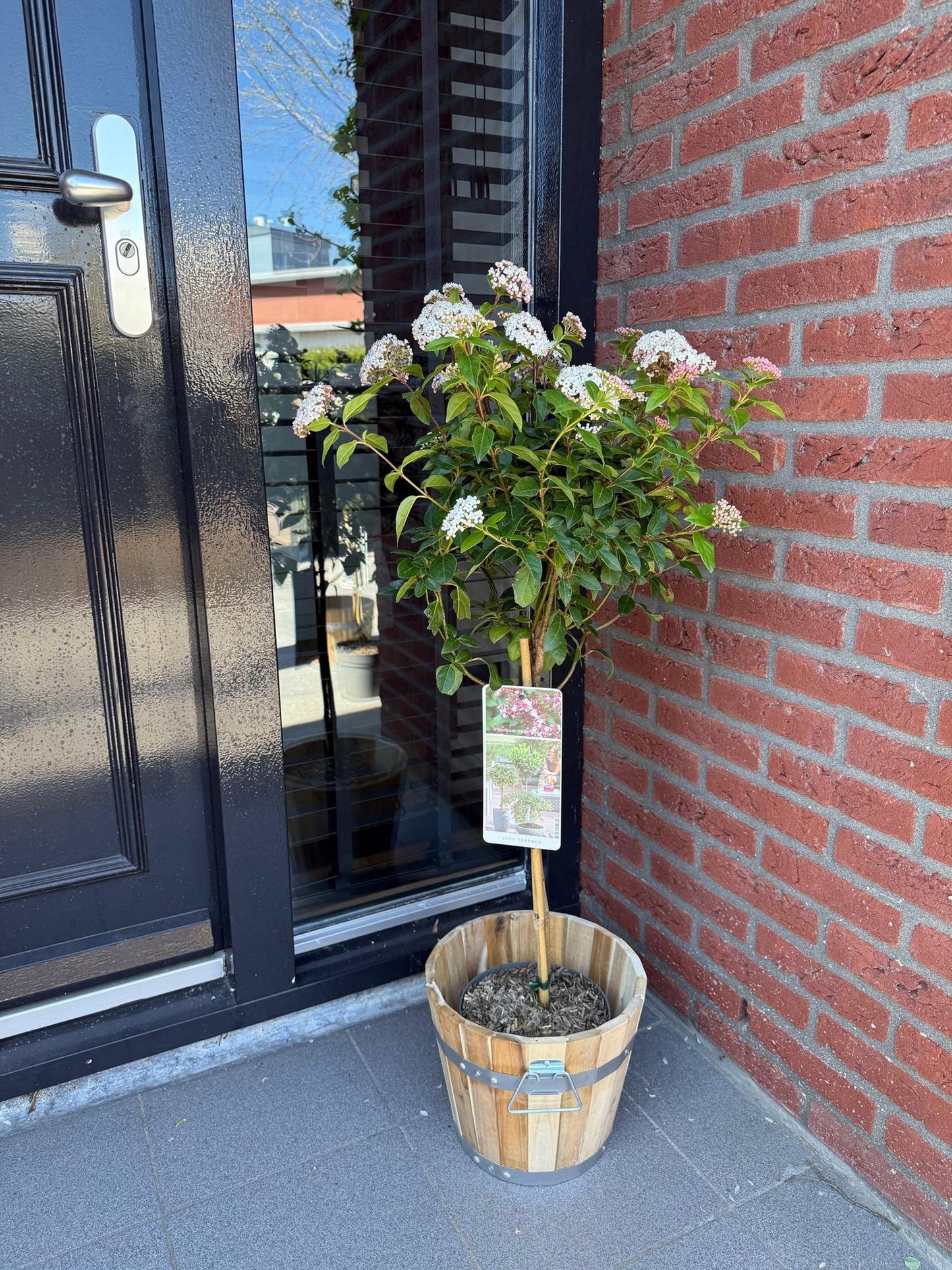 Green boutiQ - Plant op Stam - Viburnum tinus Eve Price - Terras Plant - Bladhoudend - Winterhard - Wit-Roze Bloem - Pot 19cm Hoogte 90cm