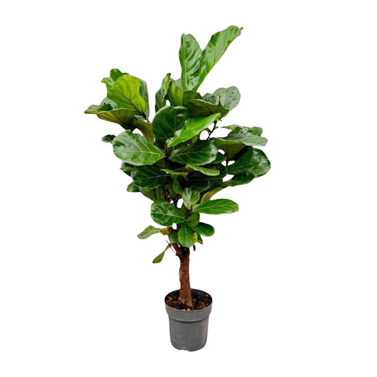 Ficus Lyrata branched - 150cm - ø24