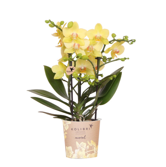 Hummingbird Orchids | yellow Phalaenopsis orchid - Albenga - pot size Ø9cm | flowering houseplant - fresh from the grower