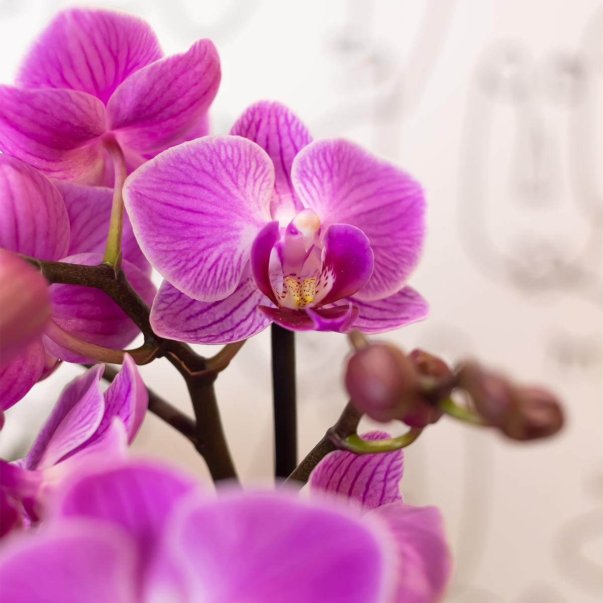 Paars/roze Phalaenopsis orchidee potmaat Ø9cm |  Vienna