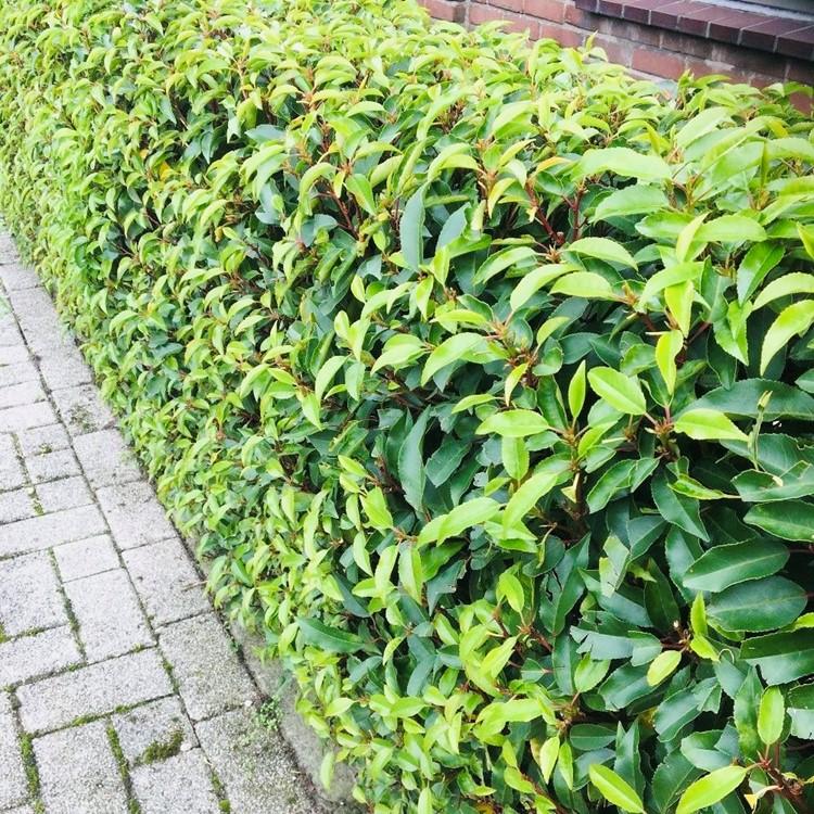 Green boutiQ - Hedge plants - Prunus lusitanica Angustifolia - leaf green - 8 plants - 1 linear meter - evergreen - pot 9cm height 30-35cm