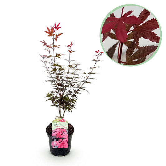 Green boutiQ - Patio plant - Japanese Maple - Acer palmatum Skeetsers Broom - Purple - 1 Plant - Deciduous - Pot 19cm Height 70cm