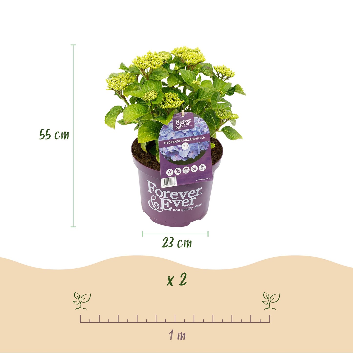 Green boutiQ - Terrace plant - Hydrangea - Hydrangea Forever &amp; Ever - Blue - 7-12 Flowers - 2 Plants - Pot 23cm Height 55cm