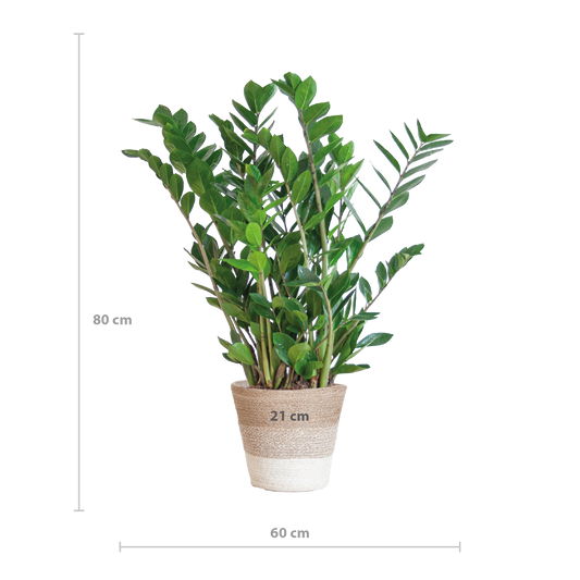 Zamioculcas Zamiifolia with Basket Lisbon white - 80cm - Ø21