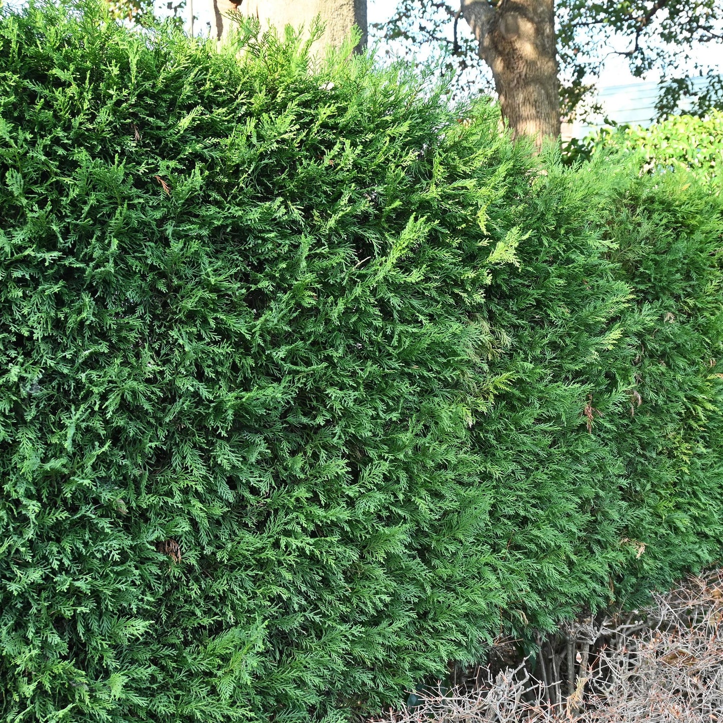 Green boutiQ - Hedge plants - Cupressocyparis leylandii - leaf green - 8 plants - 1 linear meter - evergreen - pot 9cm height 35-40cm