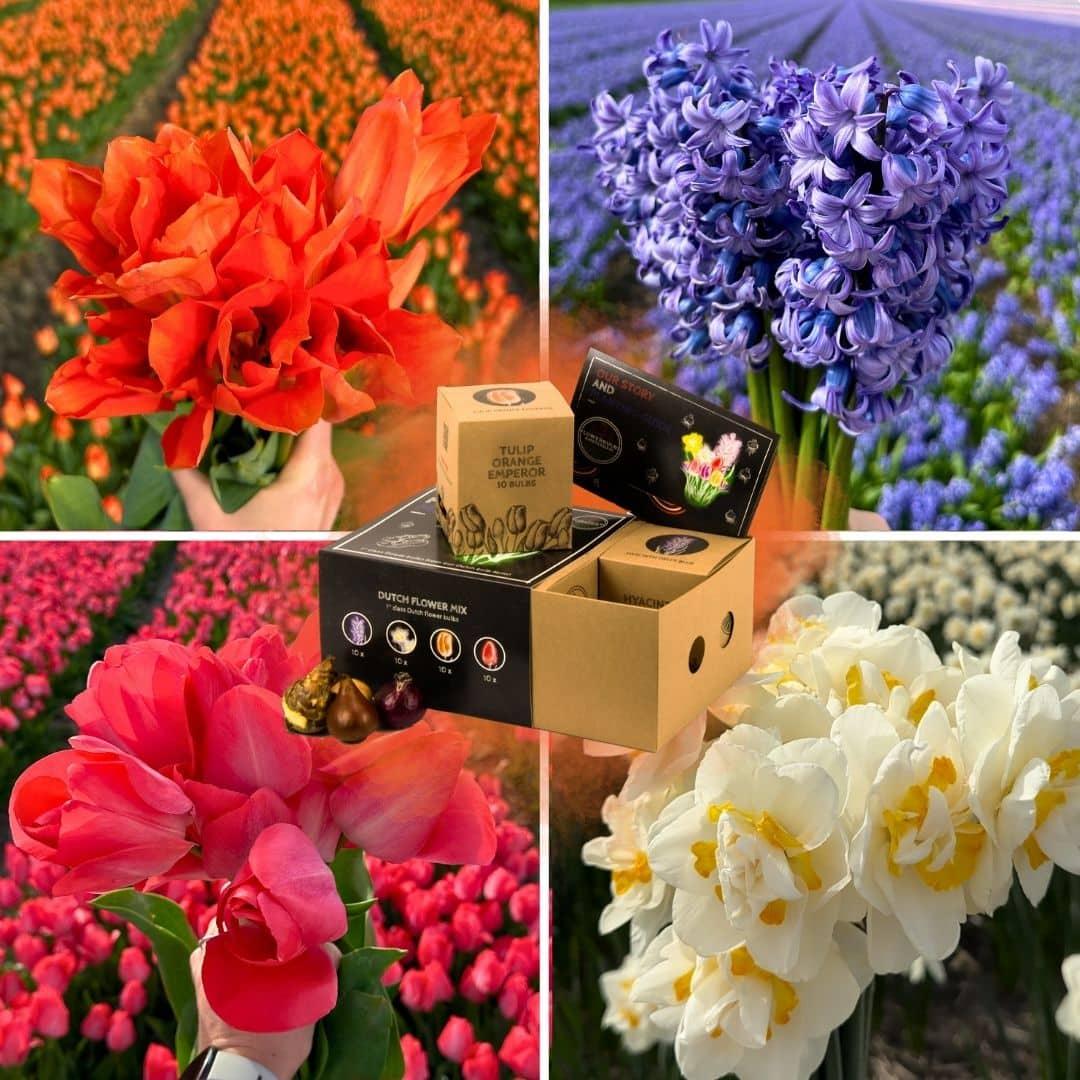 Flowerbulbs Amsterdam - Dutch Flower Mix - Luxury medium box, 40 flower bulbs for 1 m² of floral splendor - Size 12+