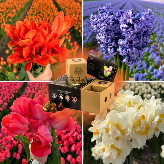 Flowerbulbs Amsterdam - Dutch Flower Mix - Luxury medium box, 40 flower bulbs for 1 m² of floral splendor - Size 12+