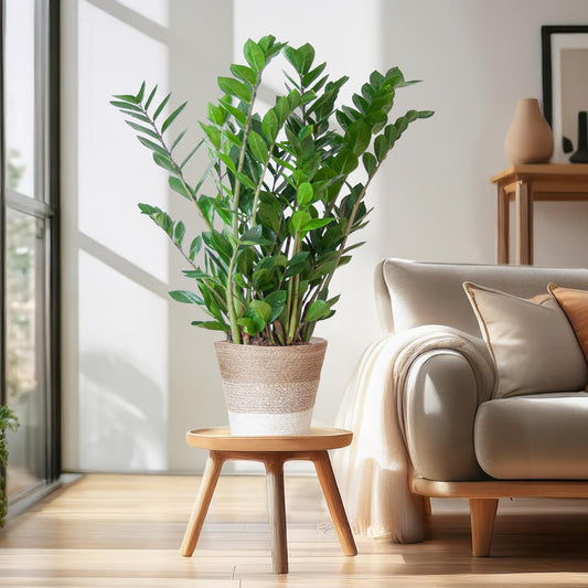 Zamioculcas Zamiifolia with Basket Lisbon white - 80cm - Ø21