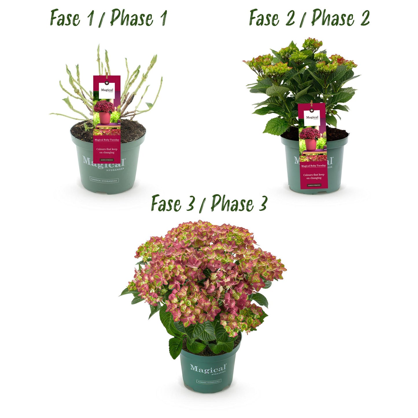 Green boutiQ - Terrace plant - Hydrangea - Hydrangea Magical Teusday &amp; Saphire - Red - 6-10 Flowers - Pot 23cm Height 55cm