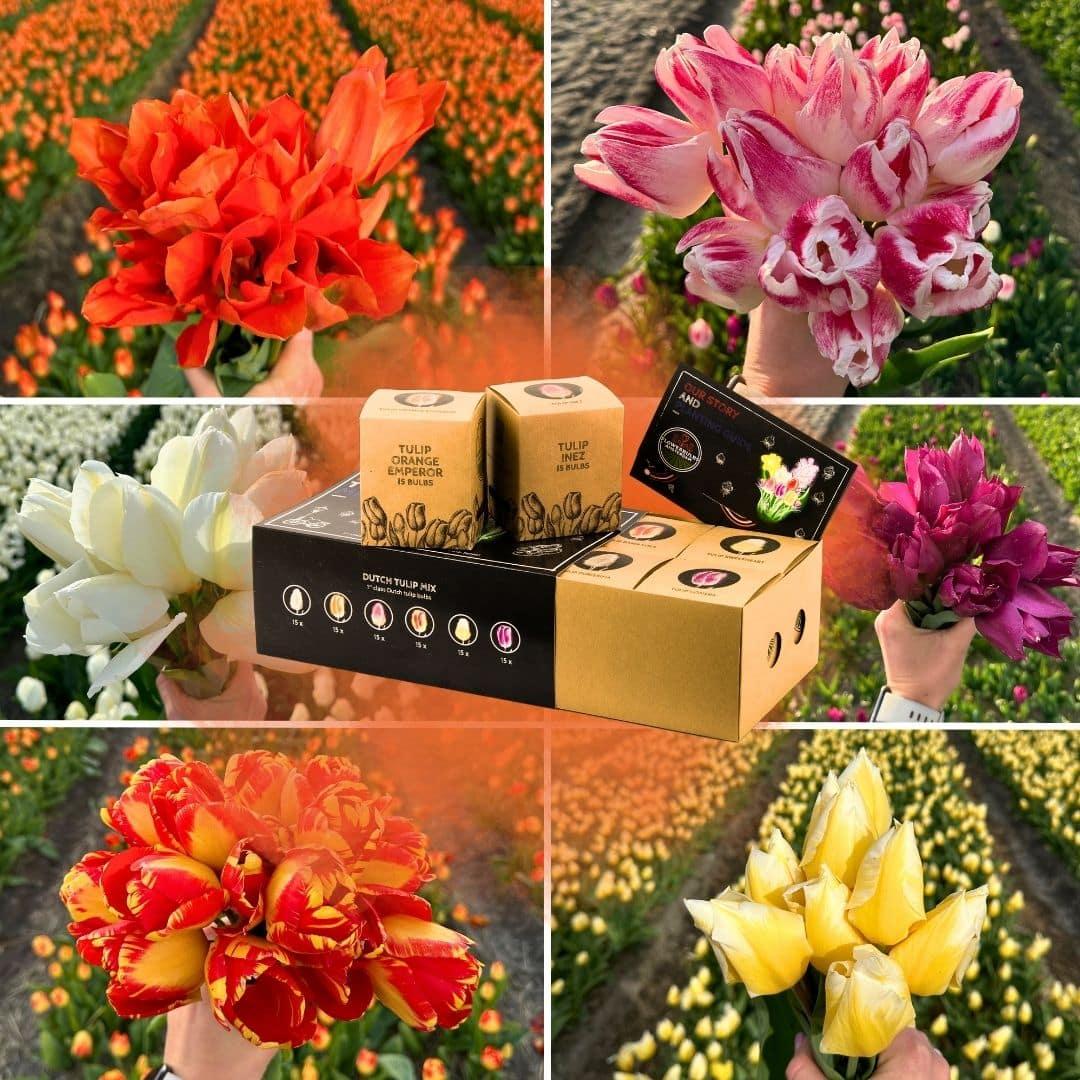 Flowerbulbs Amsterdam - Dutch Tulip Mix - Luxury large box, 90 flower bulbs for 2.5 m² of floral splendor - Size 12+