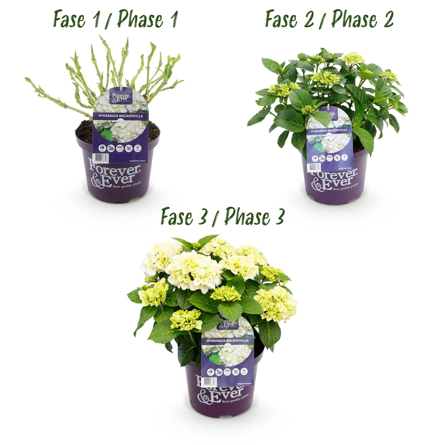 Green boutiQ - Terrace plant - Hydrangea - Hydrangea Forever &amp; Ever - White - 7-12 Flowers - Pot 23cm Height 55cm