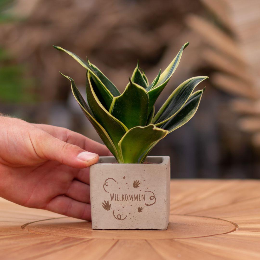 Congreet Blumentöpfe + Sansevieria | Willkommen 