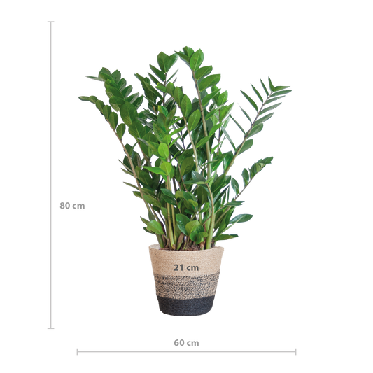 Zamioculcas Zamiifolia with Basket Lisbon black - 80cm - Ø21
