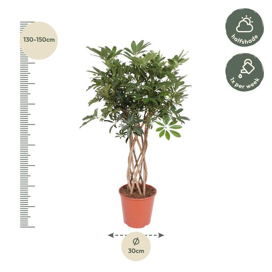Schefflera Arboricola Compacta braided trunk - 130 cm - ø30