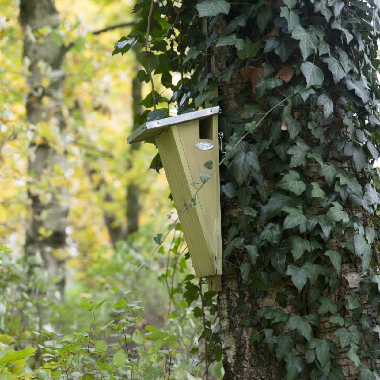 Baumläufer-Vogelhaus - Nistkasten - Gartentiere