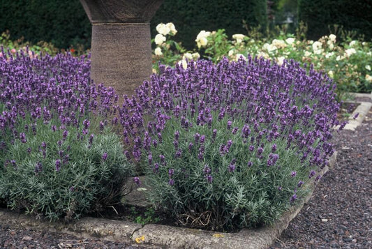 60x Lavandula ang. 'Dwarf Blue' - ↕10-25cm - Ø9cm