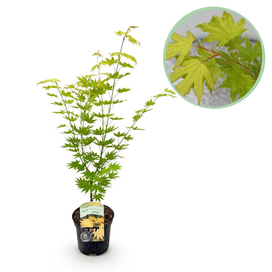 Green boutiQ - Terrace plant - Japanese Maple - Acer palmatum Jordan - Yellow - 1 Plant - Deciduous - Pot 19cm Height 70cm