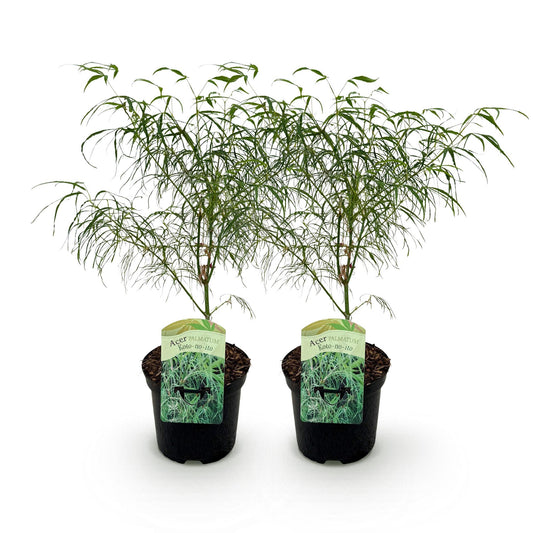Green boutiQ - Patio plant - Japanese Maple - Acer palmatum Koto-no-ito - Green - 2 Plants - Deciduous - Pot 19cm Height 70cm
