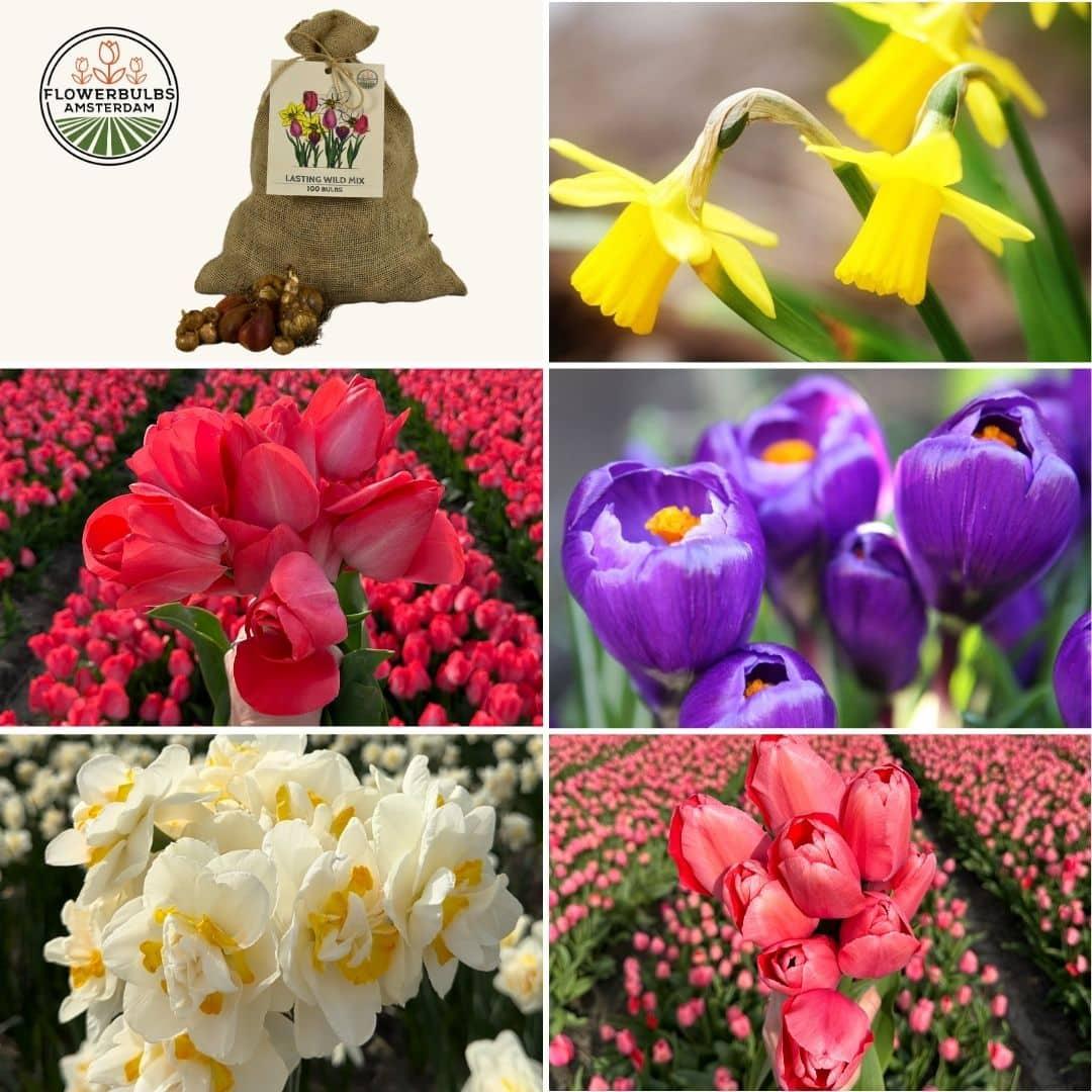 Flowerbulbs Amsterdam - Super Lasting Wild Mix - Sustainable value pack, 100 flower bulbs for 2.5 m² of floral splendor
