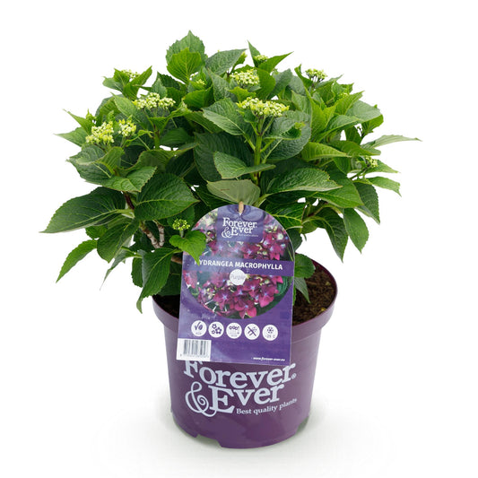 Green boutiQ - Terrace plant - Hydrangea - Hydrangea Forever &amp; Ever - Purple - 7-12 Flowers - Pot 23cm Height 55cm