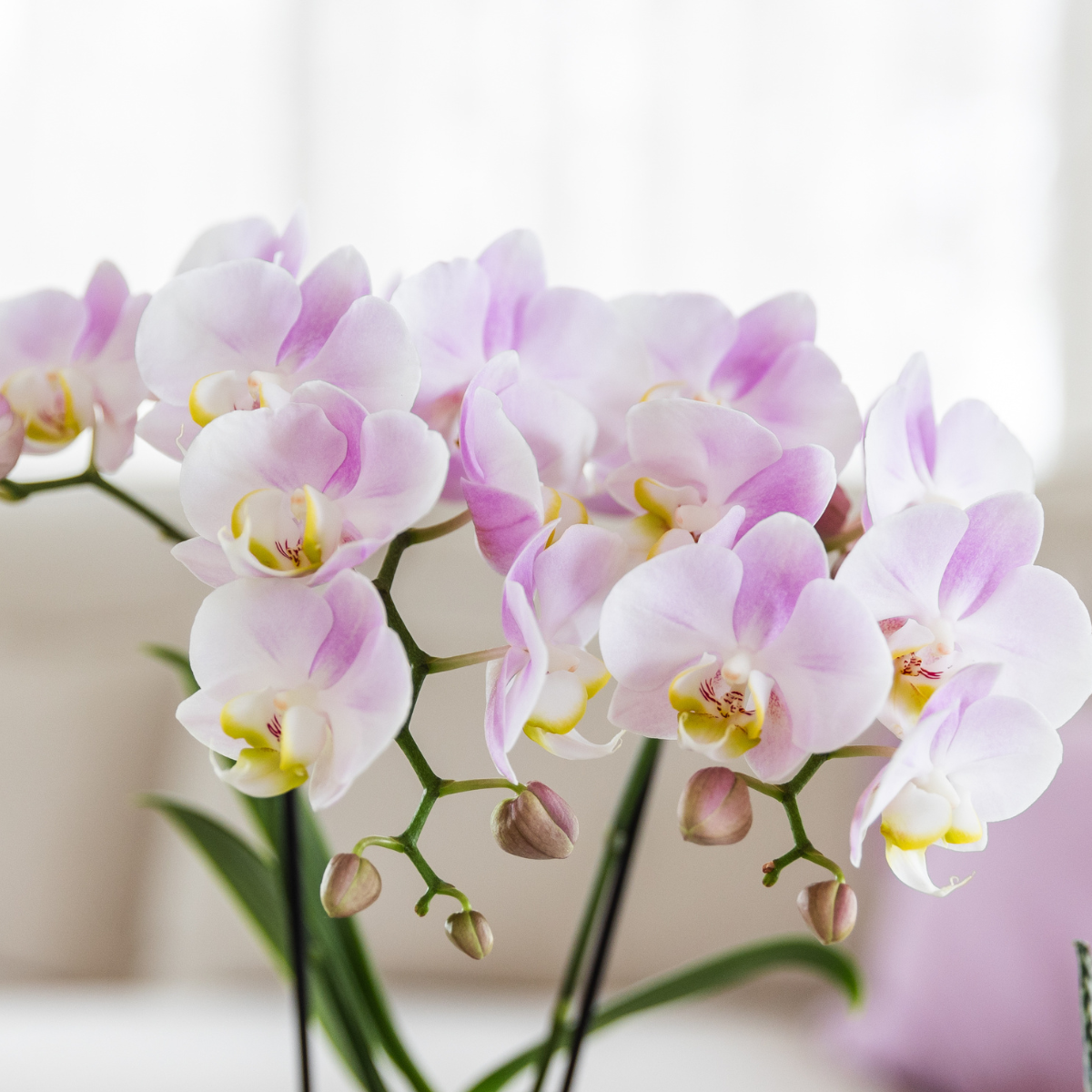 Kolibri Orchids | pink orchid Portugal + Malaga decorative pot pink - pot size Ø9cm | flowering houseplant - fresh from the grower