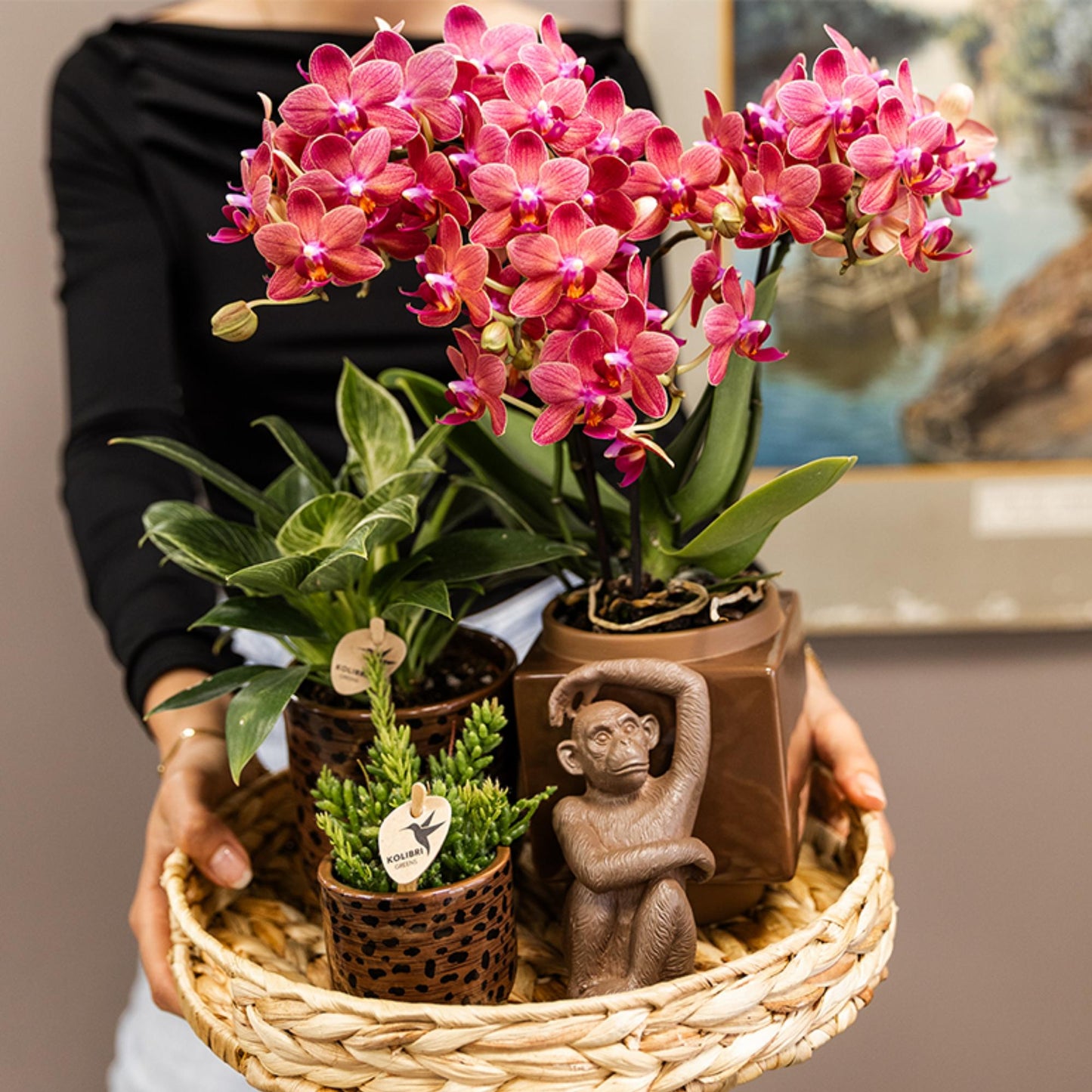 Kolibri Orchids | red Phalaenopsis orchid pot size Ø9cm | Congo | flowering houseplant - fresh from the grower
