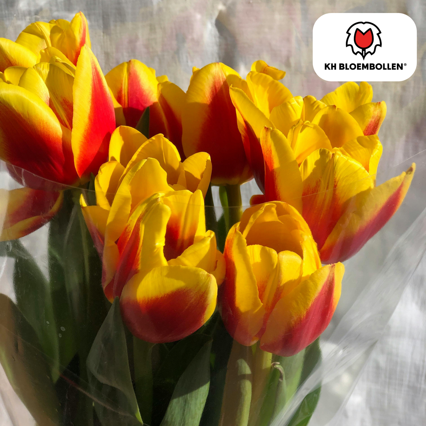 Tulpenzwiebeln Jan Seignette – 20er-Pack | KH Bloembollen® | Rot-gelb gestreifte Tulpe – Klassisch &amp; Auffällig – Für Garten oder Topf – Größe 11/12 – Frisch vom Züchter