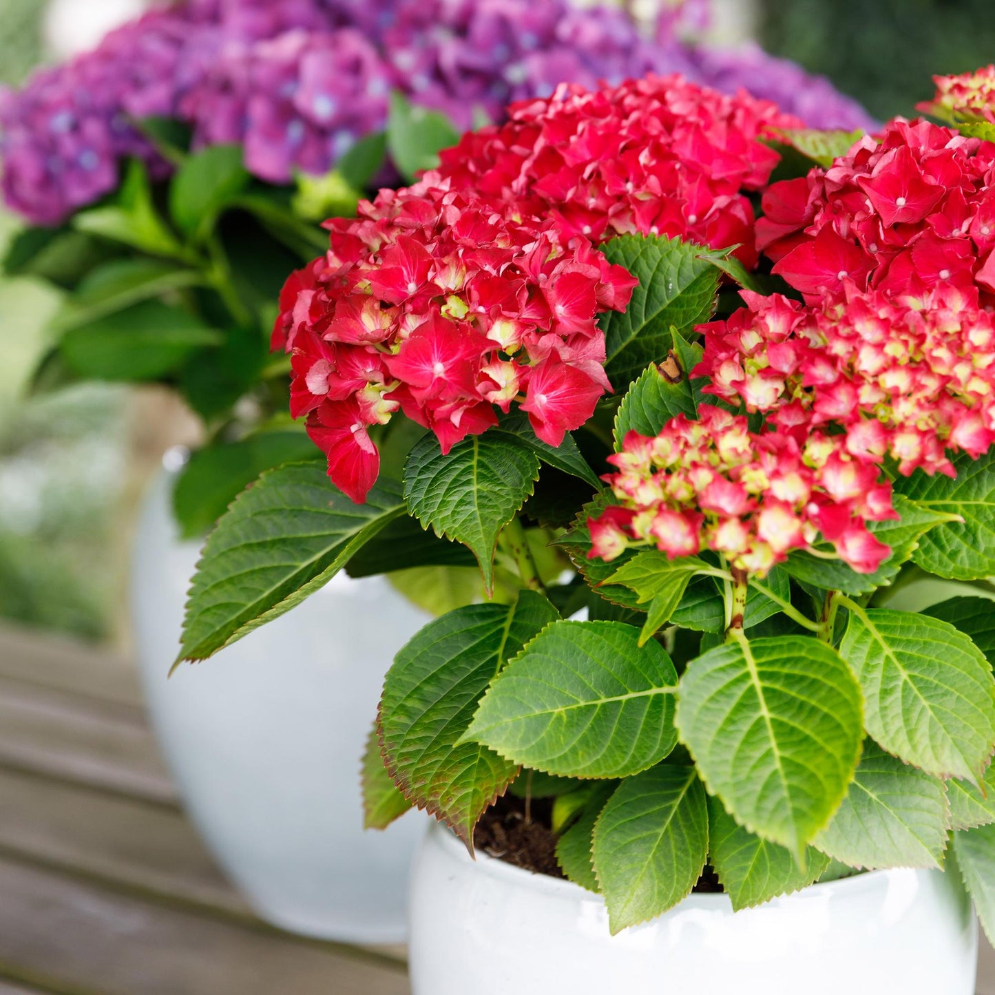 Green boutiQ - Patio plant - Hydrangea - Hydrangea Forever &amp; Ever - Red - 7-12 Flowers - Pot 23cm Height 55cm