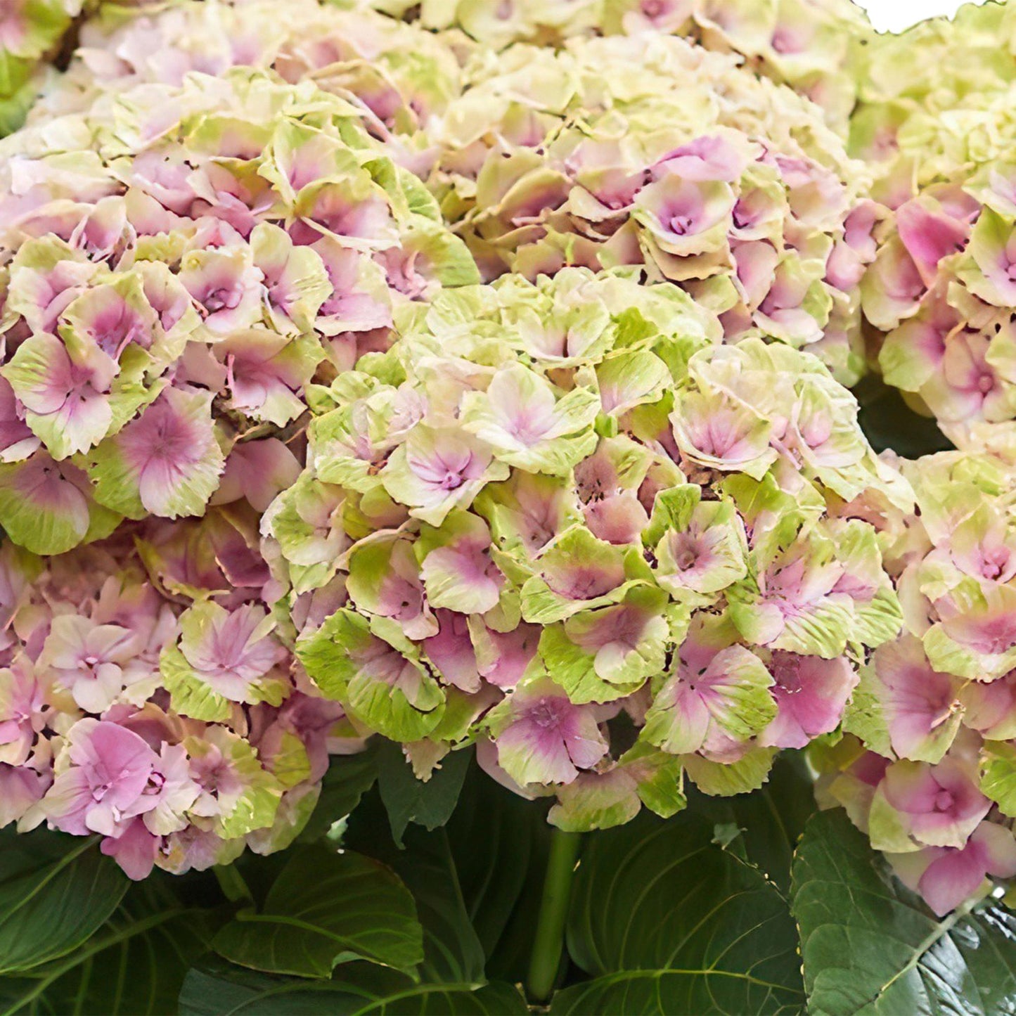 Green boutiQ - Terrace plant - Hydrangea - Hydrangea Magical Jewel Pink - Pink - 6-10 Flowers - 2 Plants - Pot 23cm Height 55cm