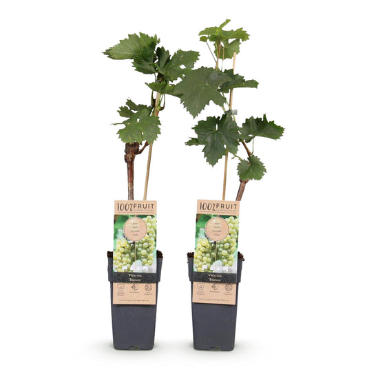 Green boutiQ - Fruit plant - White Grape - Vitis vinifera Bianca - 2 plants - Pot 15cm Height 50cm