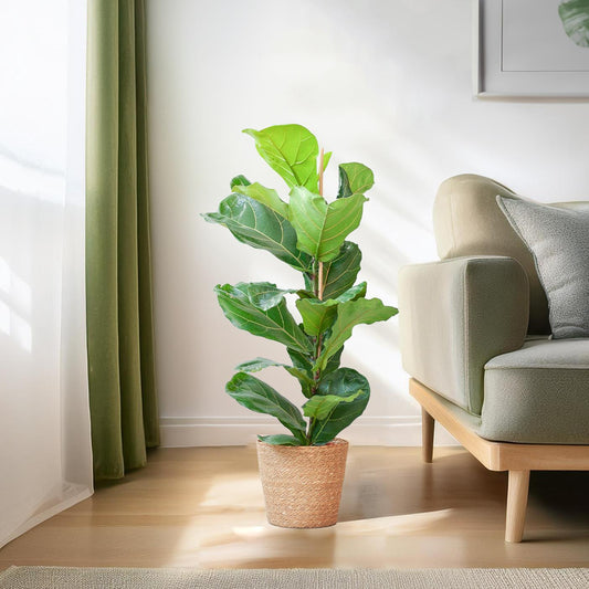 Ficus Lyrata with Basket Sofia natural - 80cm - Ø21
