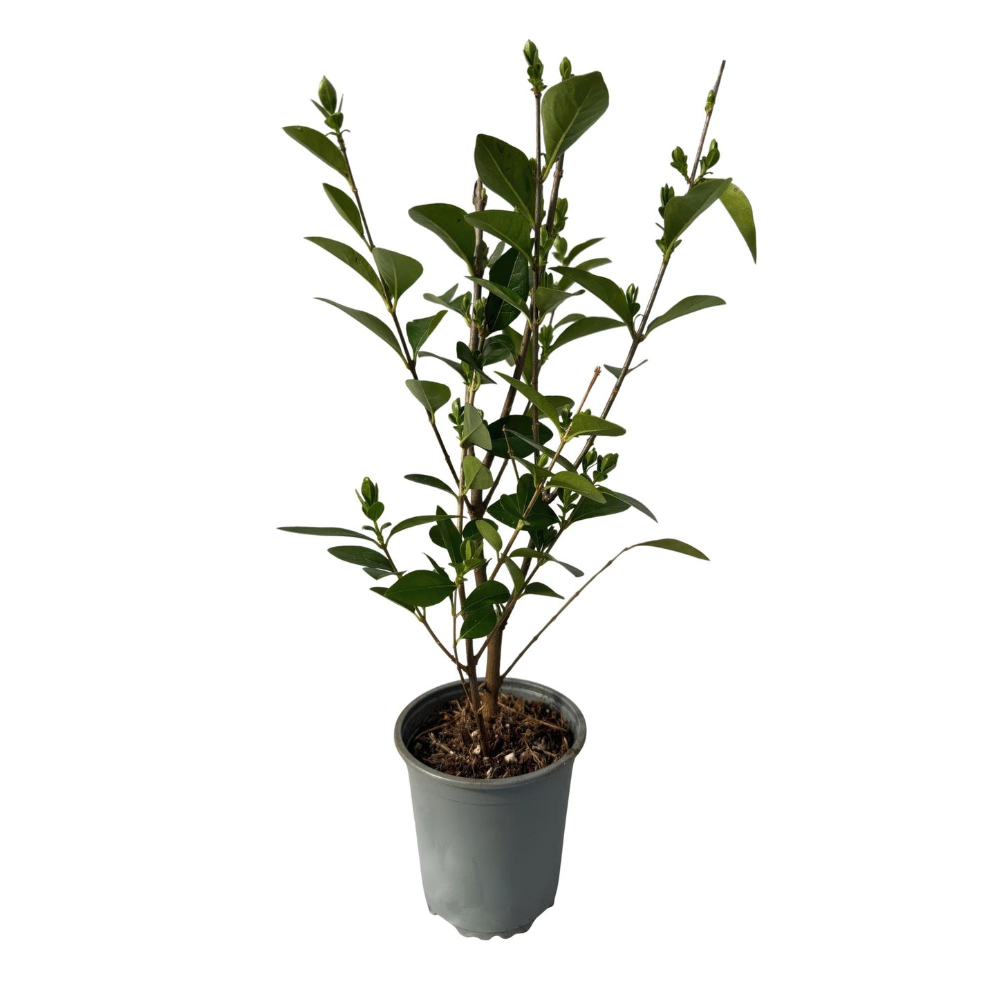 Green boutiQ - Hedge plants - Ligustrum ovalifolium - green leaf - 8 plants - 1 linear meter - evergreen - pot 9cm height 35-40cm