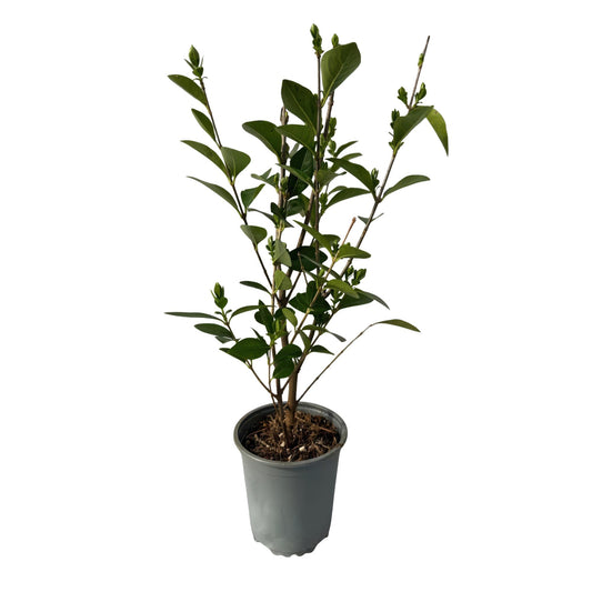 Green boutiQ - Hedge plants - Ligustrum ovalifolium - green leaf - 8 plants - 1 linear meter - evergreen - pot 9cm height 35-40cm
