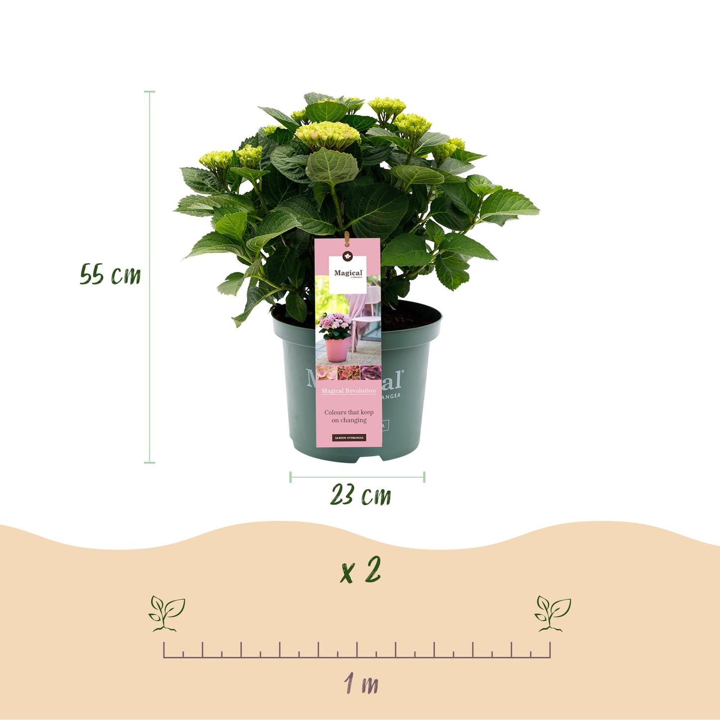 Green boutiQ - Terrace plant - Hydrangea - Hydrangea Magical Revolution Pink - Pink - 6-10 Flowers - Pot 23cm Height 55cm