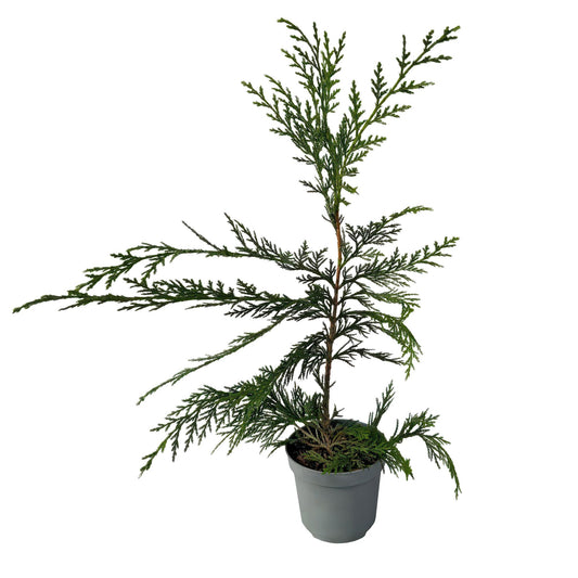 Green boutiQ - Hedge plants - Cupressocyparis leylandii - leaf green - 8 plants - 1 linear meter - evergreen - pot 9cm height 35-40cm