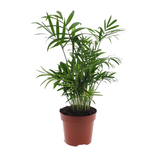 Chamaedorea Elegans - Mexican Mountain Palm - Ø12cm - ↕40cm