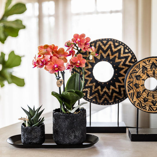 Hummingbird Home | Moon decorative pot - Black - Ø9cm
