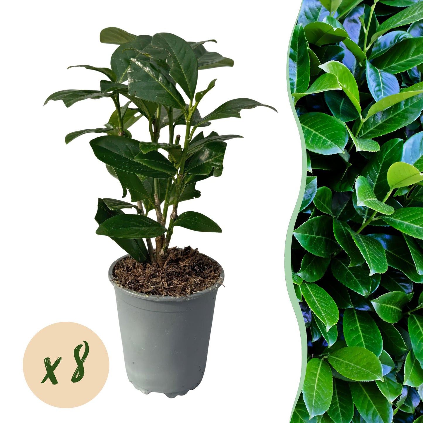 Green boutiQ - Hedge plants - Prunus laurocerasus Novita - leaf green - 8 plants - 1 linear meter - evergreen - pot 9cm height 30-35cm