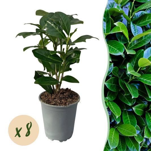 Green boutiQ - Hedge plants - Prunus laurocerasus Novita - leaf green - 8 plants - 1 linear meter - evergreen - pot 9cm height 30-35cm
