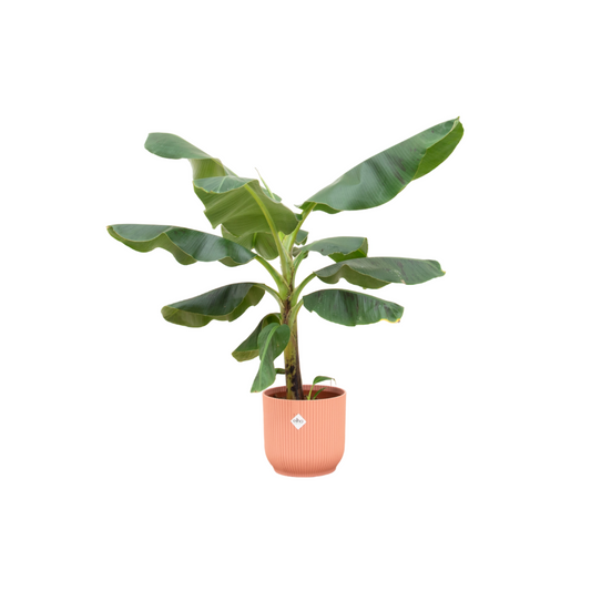 Combi deal - Banana plant (Musa) including elho Vibes Fold Round pink Ø22 - 100 cm