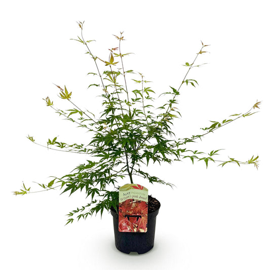 Green boutiQ - Terrace plant - Japanese Maple - Acer palmatum Pink Dwarf - Pink - 1 Plant - Deciduous - Pot 19cm Height 70cm
