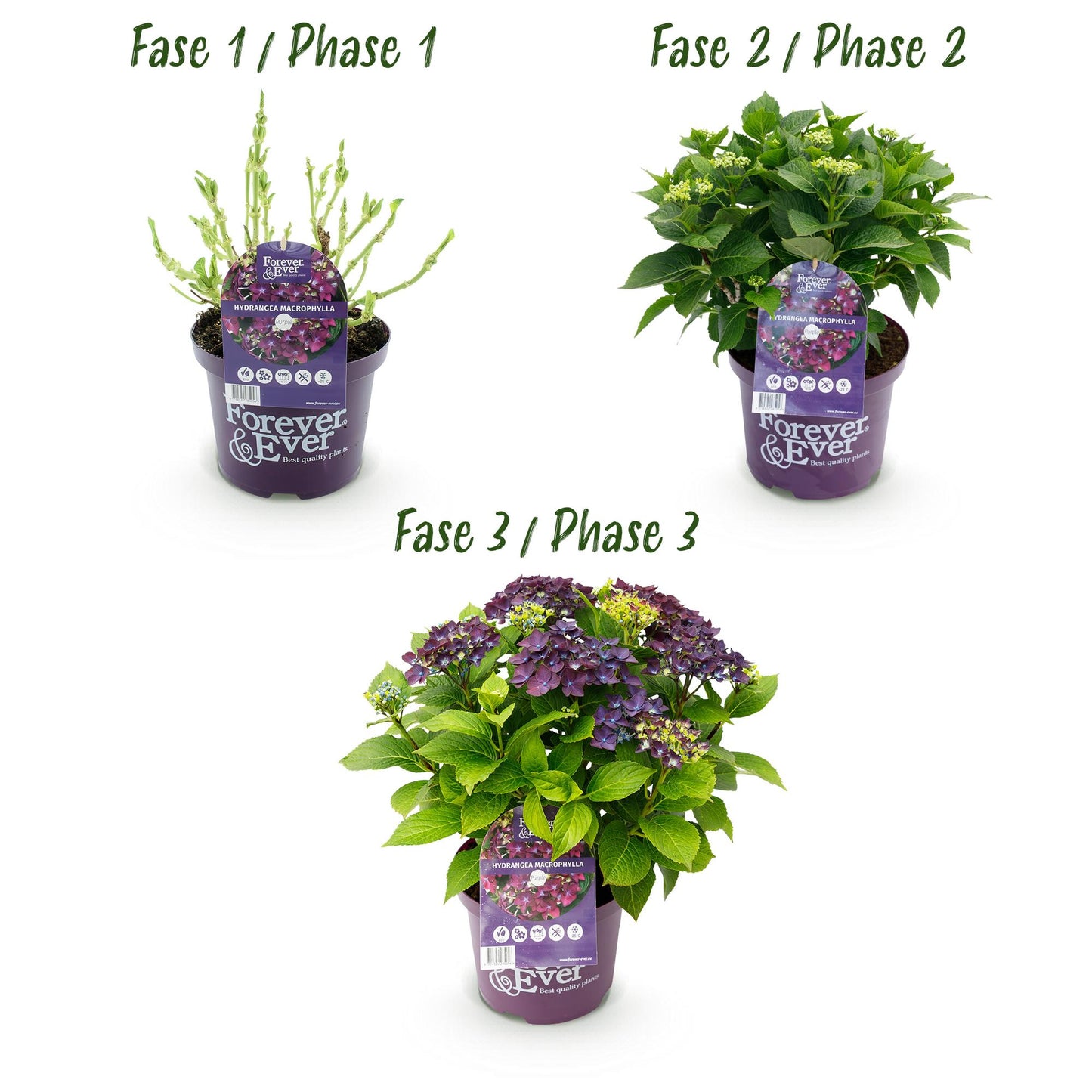 Green boutiQ - Terrace plant - Hydrangea - Hydrangea Forever &amp; Ever - Purple - 7-12 Flowers - Pot 23cm Height 55cm