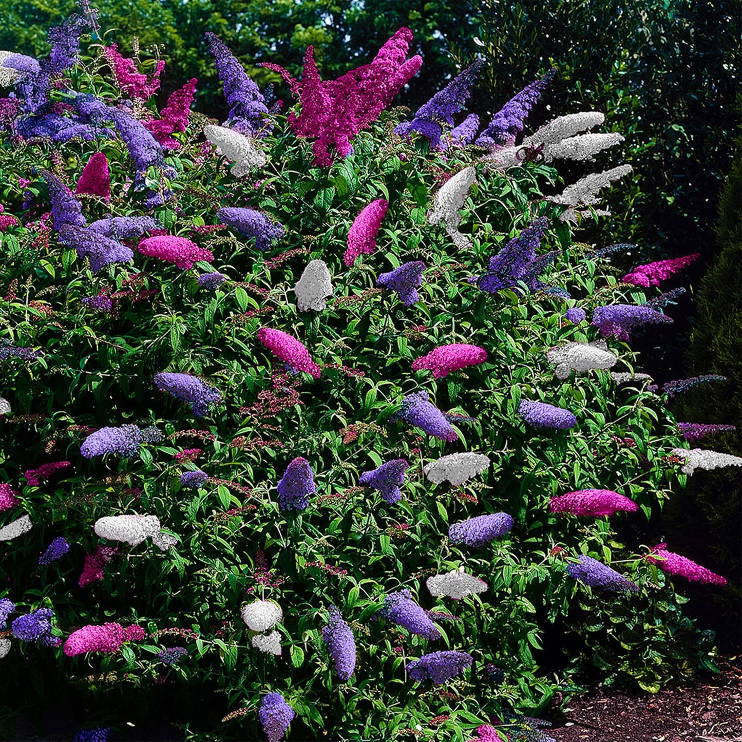 Butterfly bush - Buddleja davidii Tricolour - Flower Pink, White and Purple - 3 Plants - 1m2 - Deciduous - Butterfly attracting - Pot 17cm Height 30cm