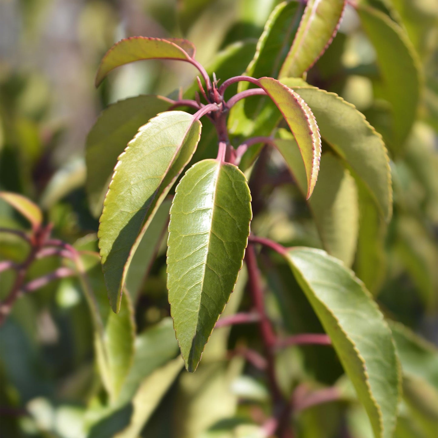 Green boutiQ - Hedge plants - Prunus lusitanica Angustifolia - leaf green - 8 plants - 1 linear meter - evergreen - pot 9cm height 30-35cm