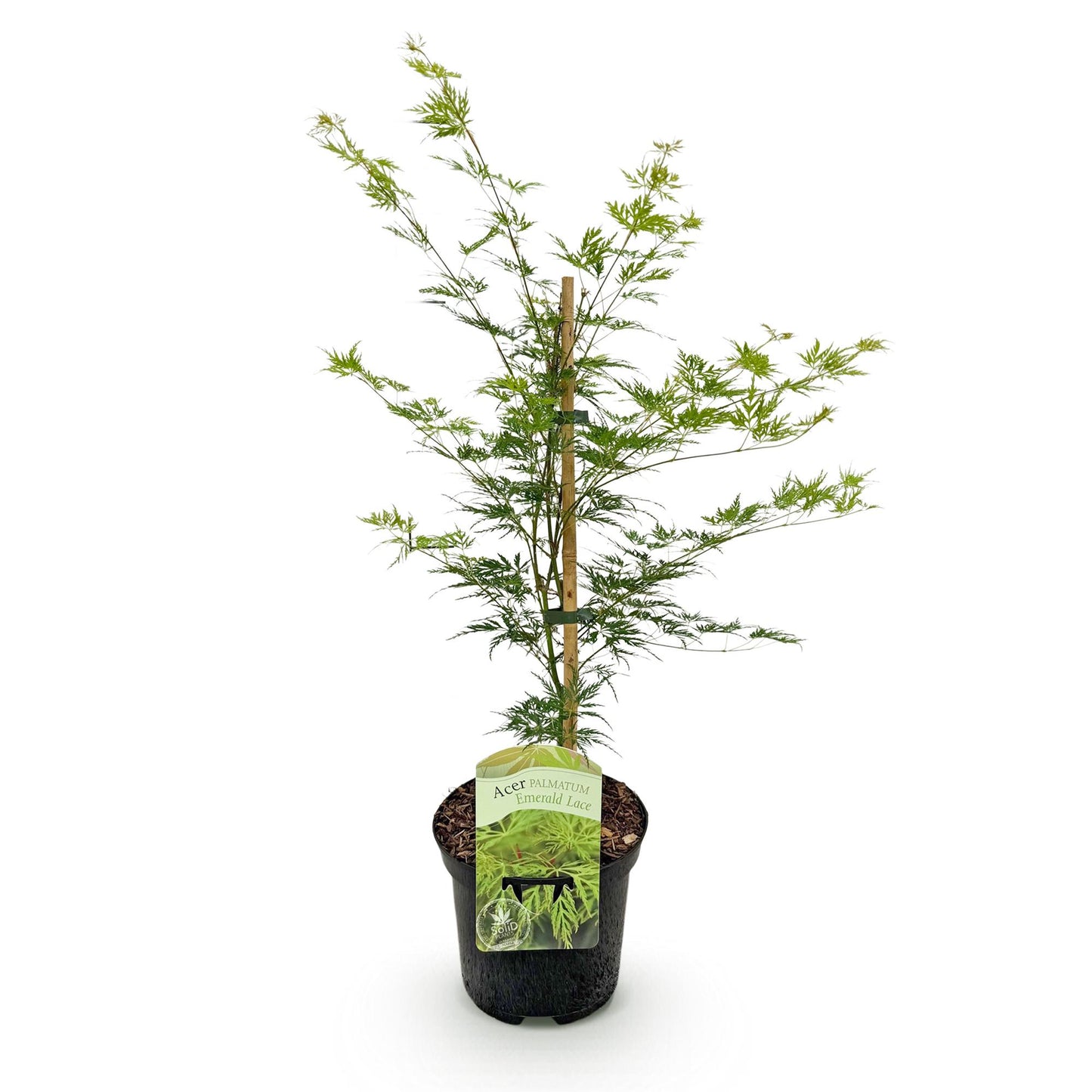 Green boutiQ - Terrace plant - Japanese Maple - Acer palmatum Emerald Lace - Green - 1 Plant - Deciduous - Pot 19cm Height 70cm