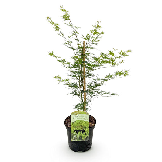 Green boutiQ - Terrace plant - Japanese Maple - Acer palmatum Emerald Lace - Green - 1 Plant - Deciduous - Pot 19cm Height 70cm