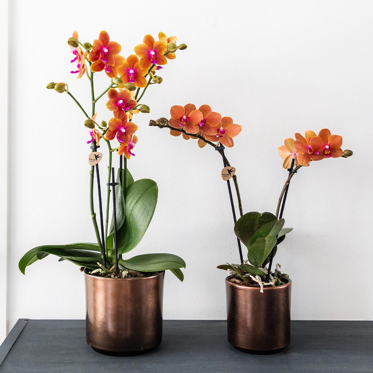 Oranje geurende Phalaenopsis orchidee - Fragrance - potmaat Ø9cm
