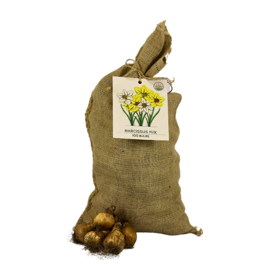 Flowerbulbs Amsterdam - Super Narcissus Mix - Sustainable value bag, 100 flower bulbs for 2.5 m² of floral splendor - Size 12/14