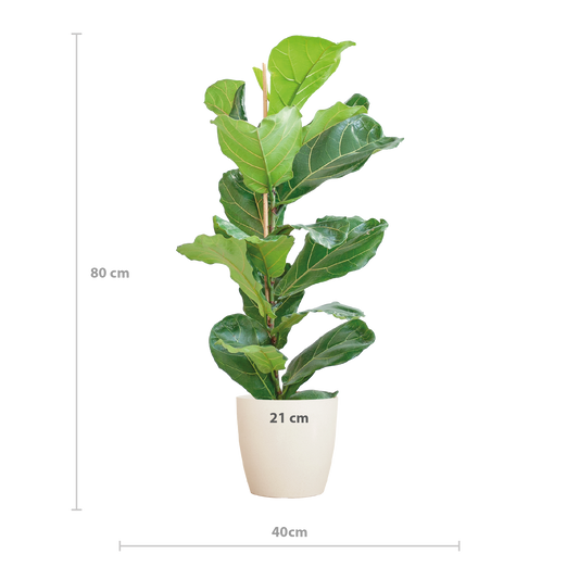 Ficus Lyrata with Viber pot white - 80cm - Ø21